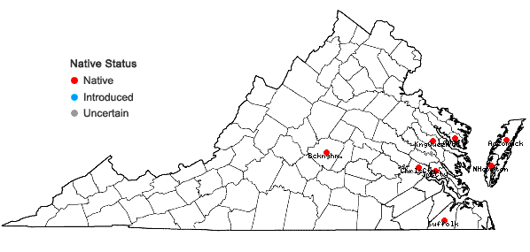 Locations ofTelaranea longifolia (M. Howe) J. J. Engel & G. L. Merr. in Virginia