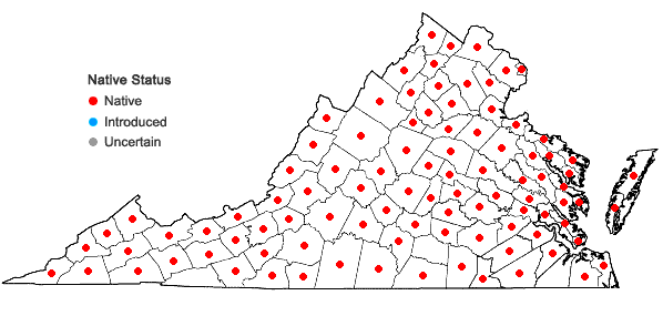 Locations ofTeucrium canadense L. var. canadense in Virginia