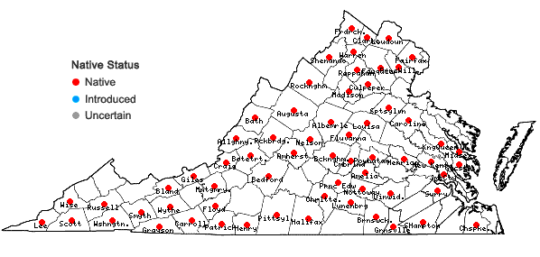 Locations ofThalictrum amphibolum Greene in Virginia