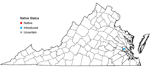 Locations ofTorenia crustacea (L.) Chamisso & Schlechtendal in Virginia