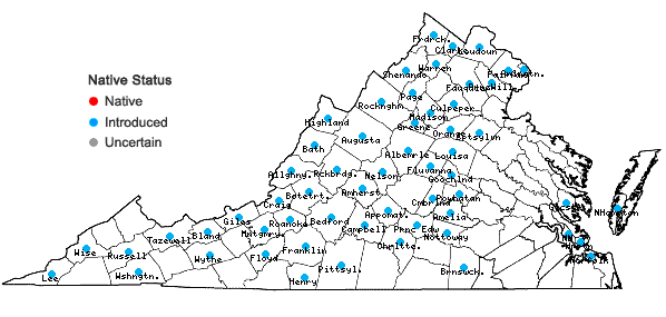 Locations ofTragopogon dubius Scop. in Virginia