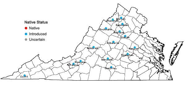 Locations ofTragopogon pratensis L. in Virginia