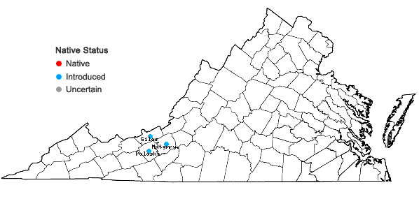 Locations ofTragus racemosus (L.) All. in Virginia