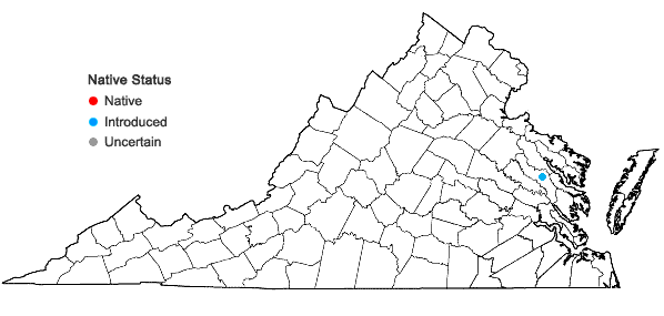 Locations ofTriadica sebifera (L.) Small in Virginia