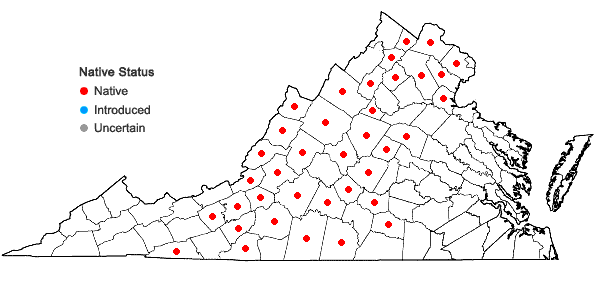 Locations ofTrichophorum planifolium (Sprengel) Palla in Virginia