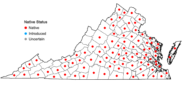 Locations ofTrichostema dichotomum L. in Virginia