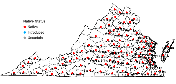 Locations ofTrichostema dichotomum L. in Virginia