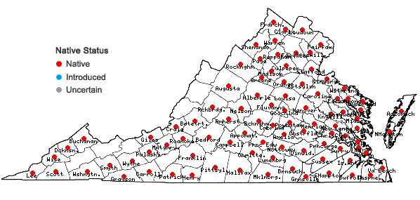 Locations ofTrichostema dichotomum L. in Virginia