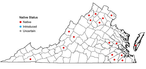 Locations ofTrichostema setaceum Houtt. in Virginia