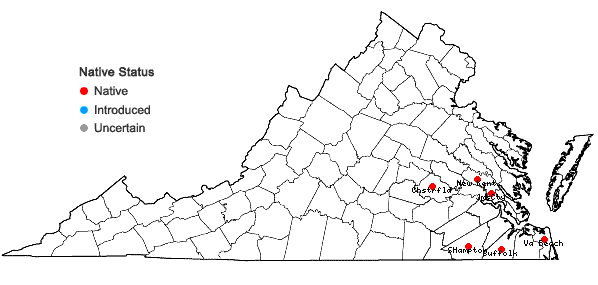 Locations ofTridens chapmanii (Small) Chase in Virginia