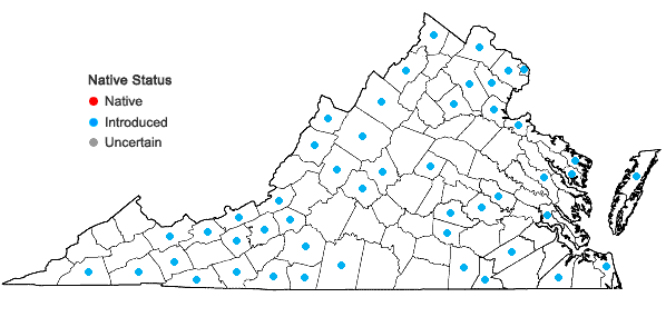 Locations ofTrifolium aureum Pollich in Virginia