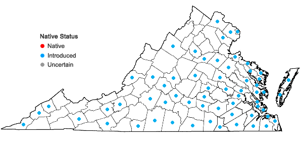 Locations ofTrifolium dubium Sibthorp in Virginia