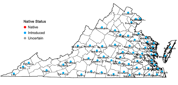 Digital Atlas of the Virginia Flora | Trifolium dubium Sibthorp