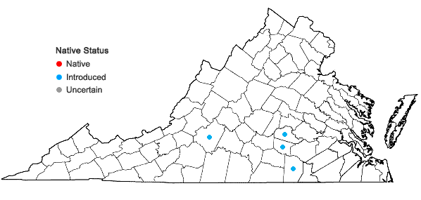 Locations ofTrifolium vesiculosum Savi in Virginia