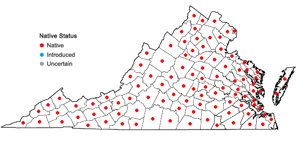Locations ofTriodanis perfoliata (L.) Nieuwl. var. perfoliata in Virginia
