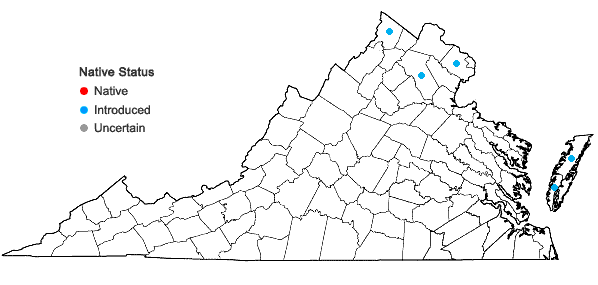 Locations ofTripidium ravennae (L.) Scholz in Virginia