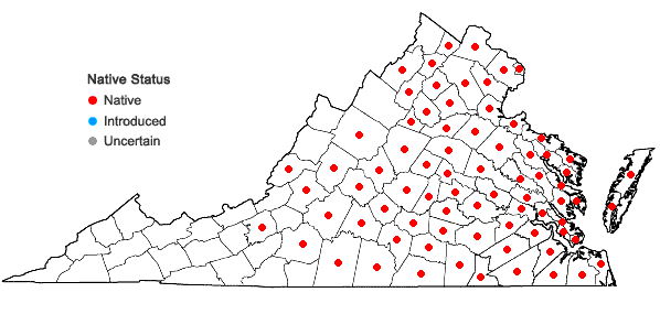 Locations ofTripsacum dactyloides (L.) L. var. dactyloides in Virginia