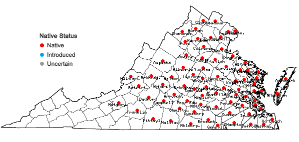 Locations ofTripsacum dactyloides (L.) L. var. dactyloides in Virginia