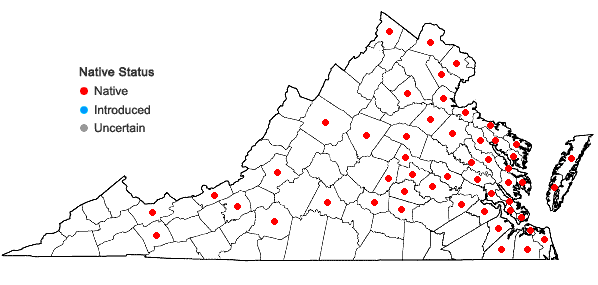 Locations ofTypha angustifolia L. in Virginia
