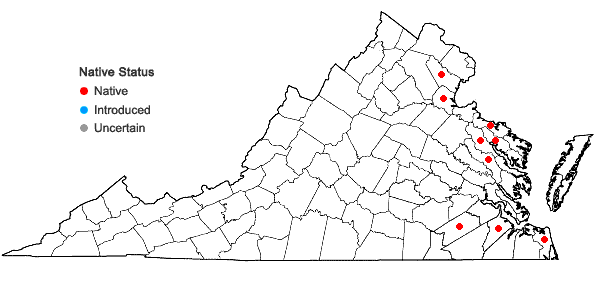 Locations ofTypha domingensis Pers. in Virginia