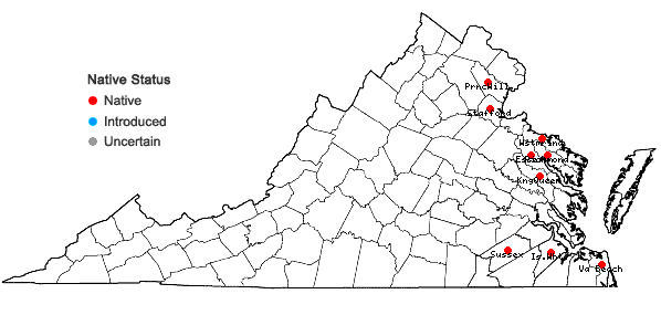 Locations ofTypha domingensis Pers. in Virginia