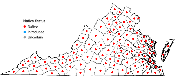 Locations ofTypha latifolia L. in Virginia