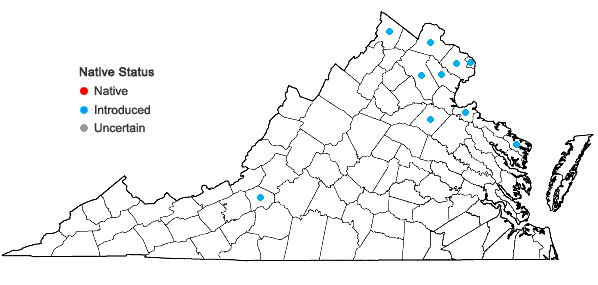Locations ofUlmus parvifolia Jacq. in Virginia