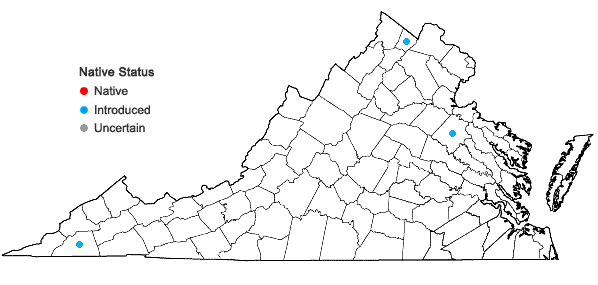 Locations ofUlmus procera Salisb. in Virginia