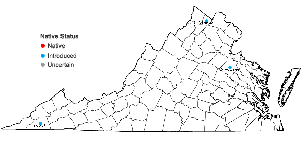 Locations ofUlmus procera Salisb. in Virginia