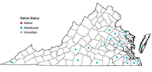 Locations ofUrochloa platyphylla (Munro ex Wright) R. Webster in Virginia