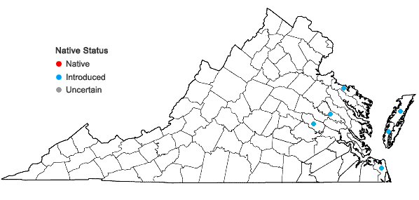 Locations ofUrochloa texana (Buckl.) R. Webster in Virginia