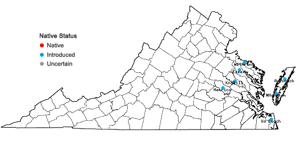 Locations ofUrochloa texana (Buckl.) R. Webster in Virginia