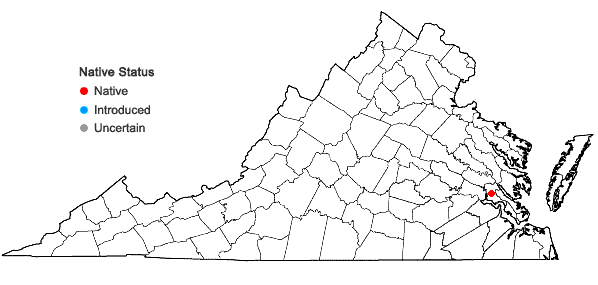 Locations ofUtricularia olivacea C. Wright ex Griseb. in Virginia