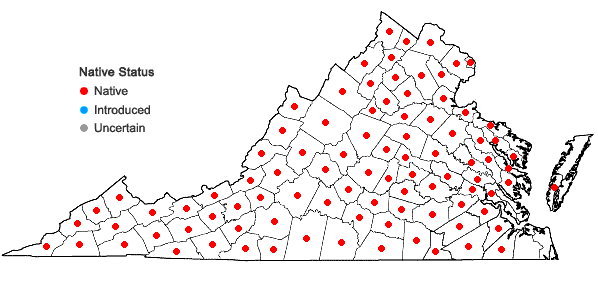 Locations ofUvularia perfoliata L. in Virginia
