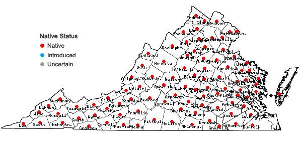 Locations ofUvularia perfoliata L. in Virginia