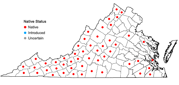 Locations ofUvularia puberula Michx. in Virginia