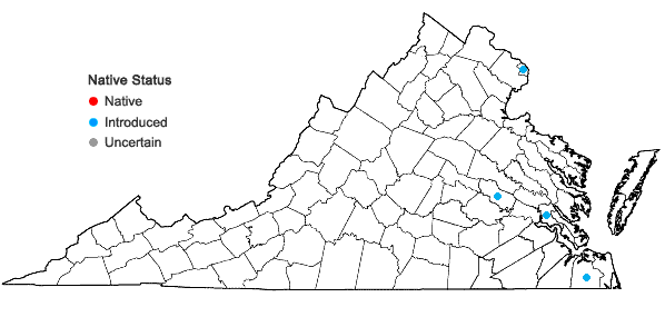 Locations ofVaccaria hispanica (P. Mill.) Rausch. in Virginia