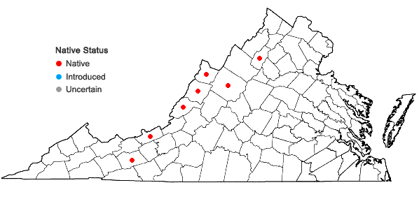 Locations ofVaccinium altomontanum W.W. Ashe in Virginia