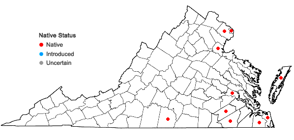 Locations ofVaccinium caesariense Mackenzie in Virginia