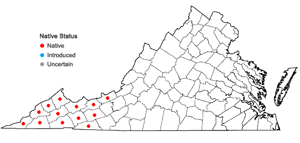 Digital Atlas of the Virginia Flora | Vaccinium simulatum Small