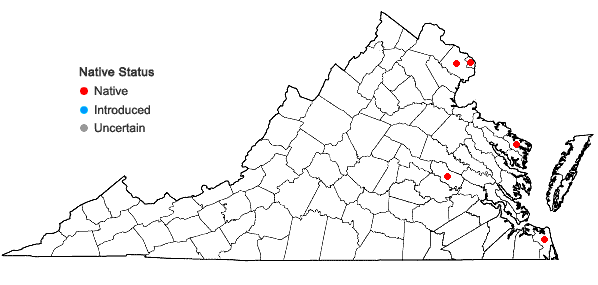 Locations ofVaccinium ×margarettiae Ashe (pro sp.) in Virginia