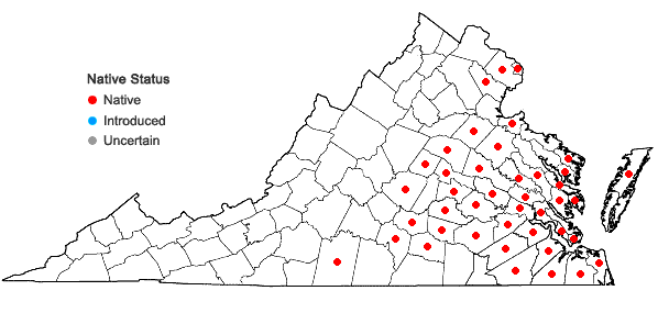 Locations ofVaccinium ×marianum S. Wats. (pro sp.) in Virginia
