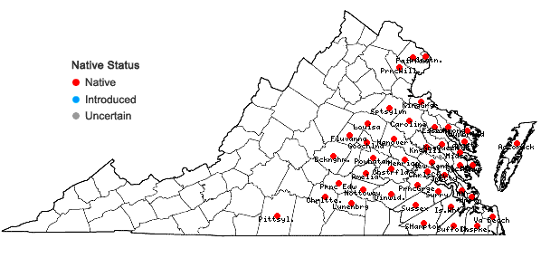 Locations ofVaccinium ×marianum S. Wats. (pro sp.) in Virginia