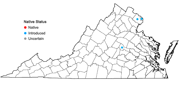 Locations ofVerbena bonariensis L. in Virginia