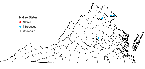 Locations ofVerbena bonariensis L. in Virginia