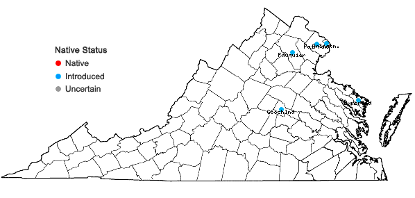 Locations ofVerbena bonariensis L. in Virginia