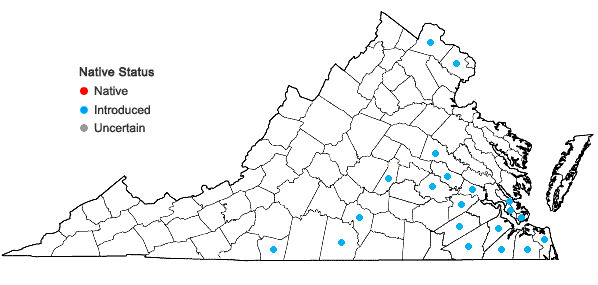 Locations ofVerbena brasiliensis Vell. in Virginia