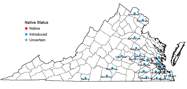 Locations ofVerbena brasiliensis Vell. in Virginia