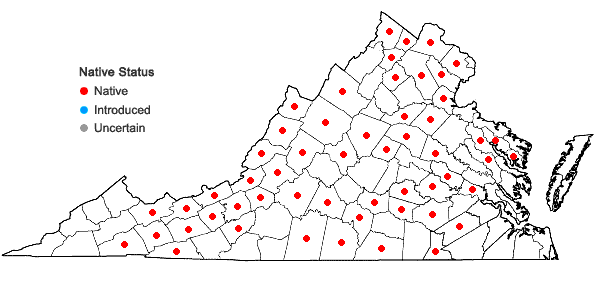 Locations ofVerbena hastata L. in Virginia