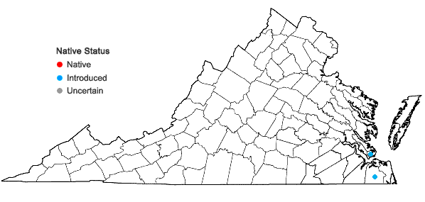 Locations ofVerbena rigida Spreng. in Virginia